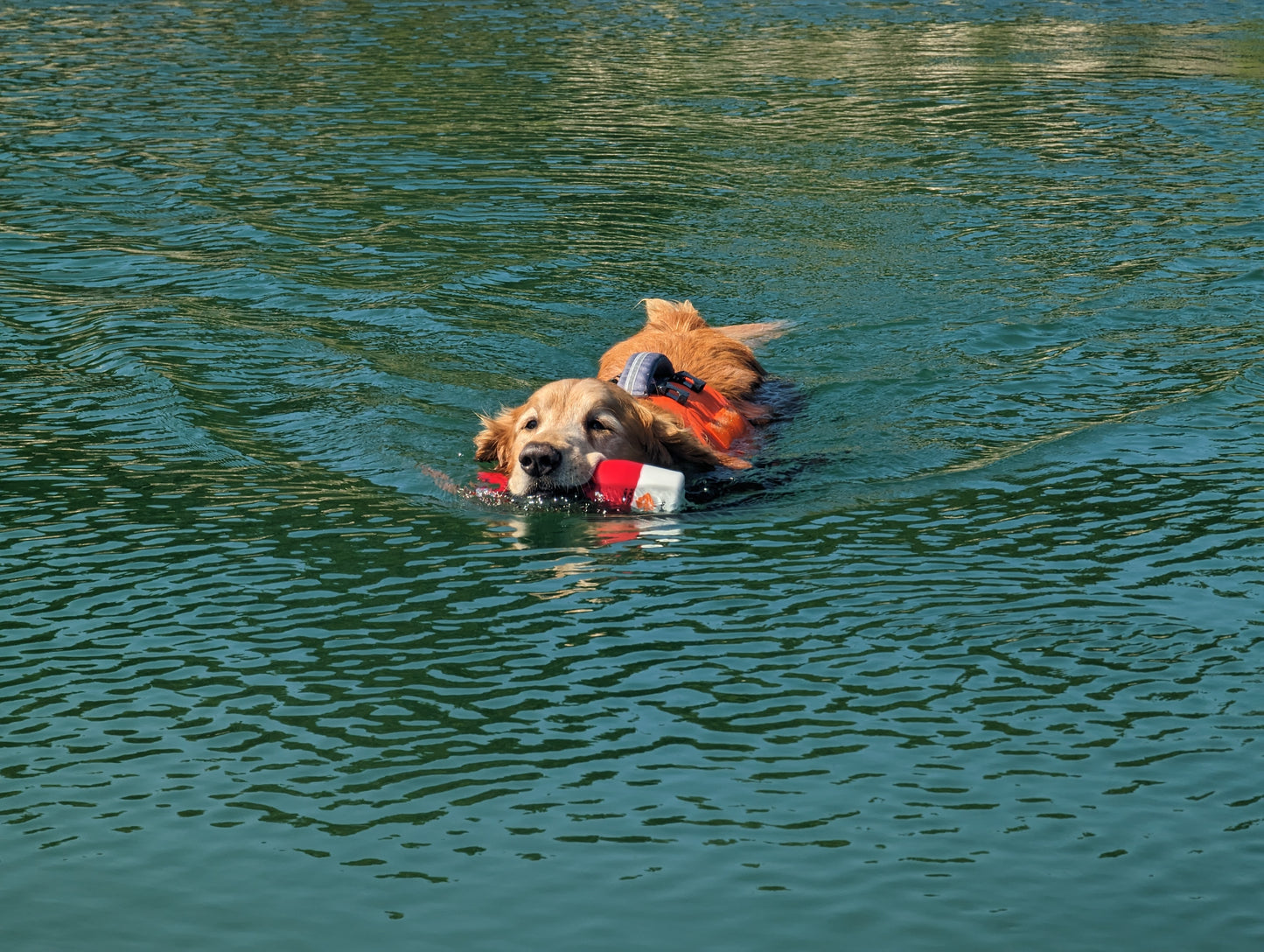 The Chewy Buoy Water Dog Toy