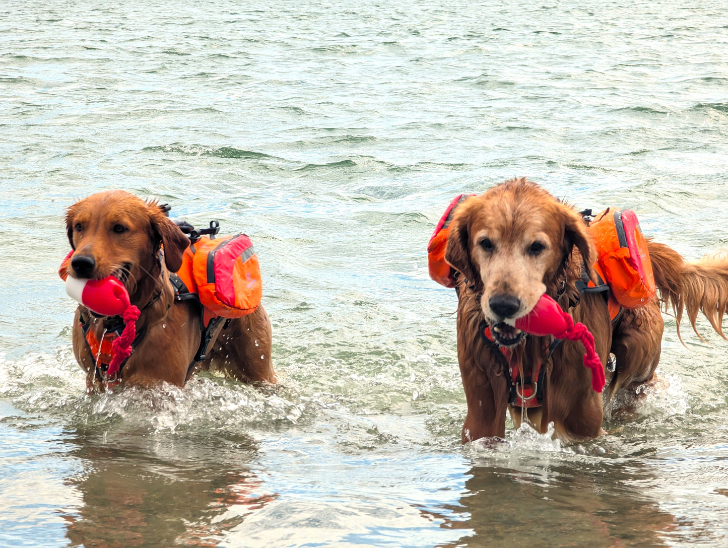 Bark Brite Multi-Purpose Dog Backpack Life Jacket