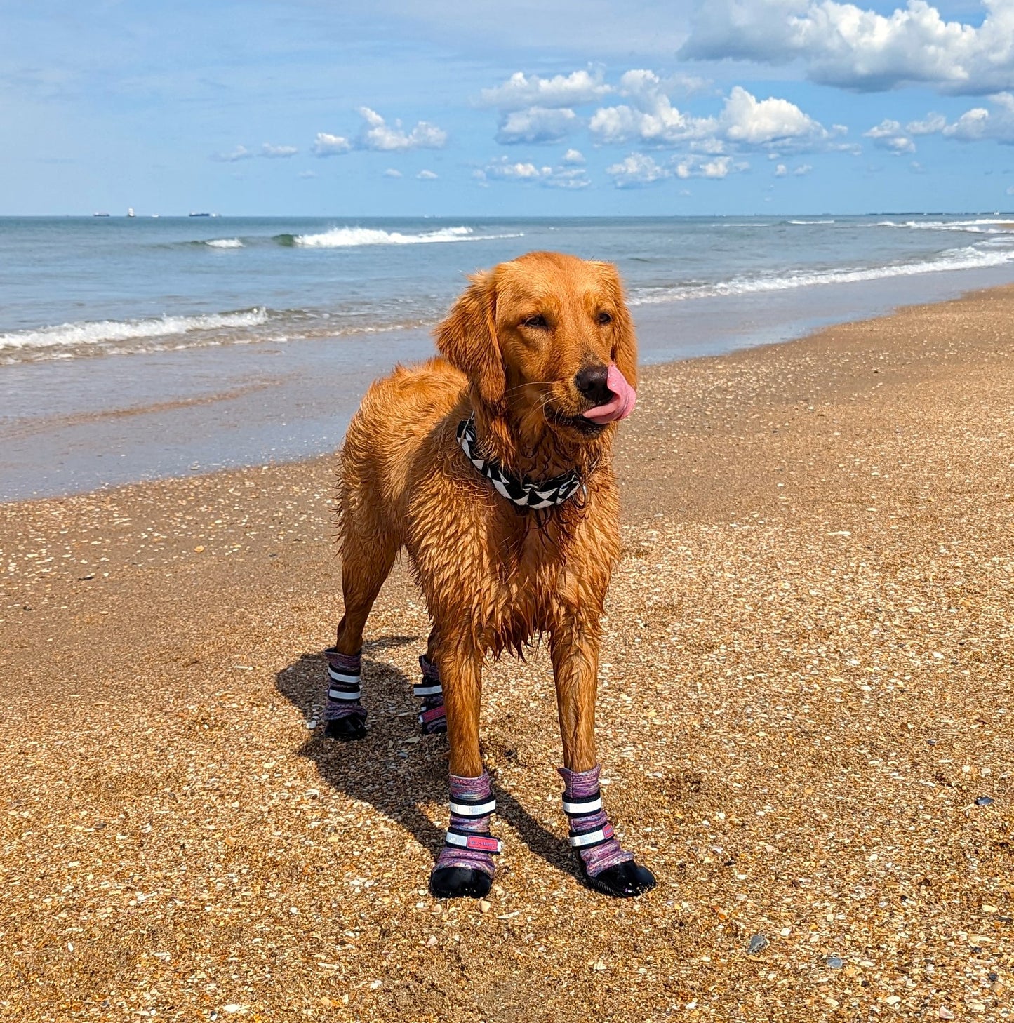 Golden retriever wearing Bark Brite all-season booties walking on sandy beach