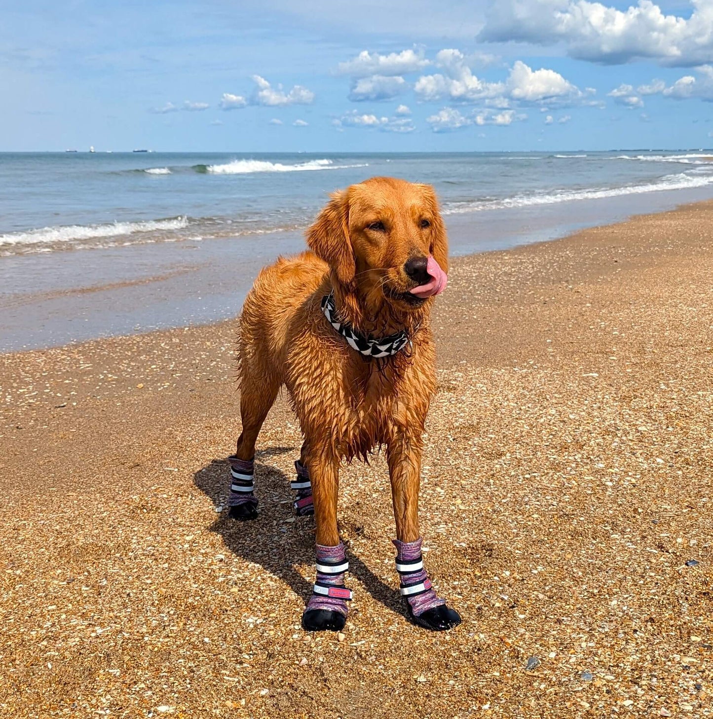 Golden retriever wearing Bark Brite all-season booties walking on sandy beach