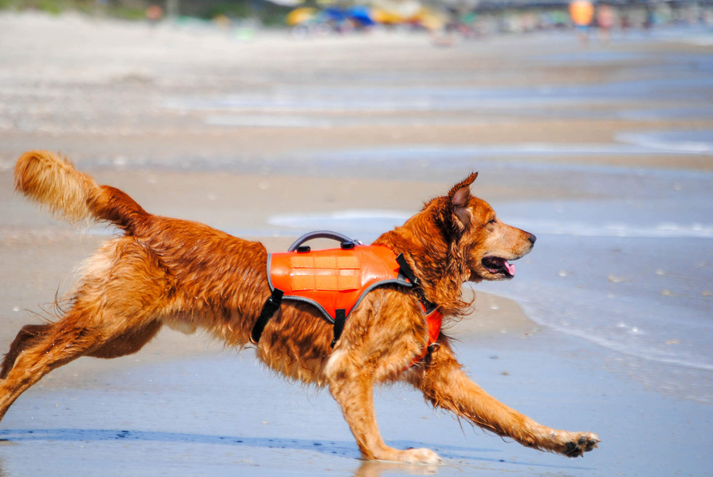 Bark Brite life jacket with backpack design for outdoor dogs