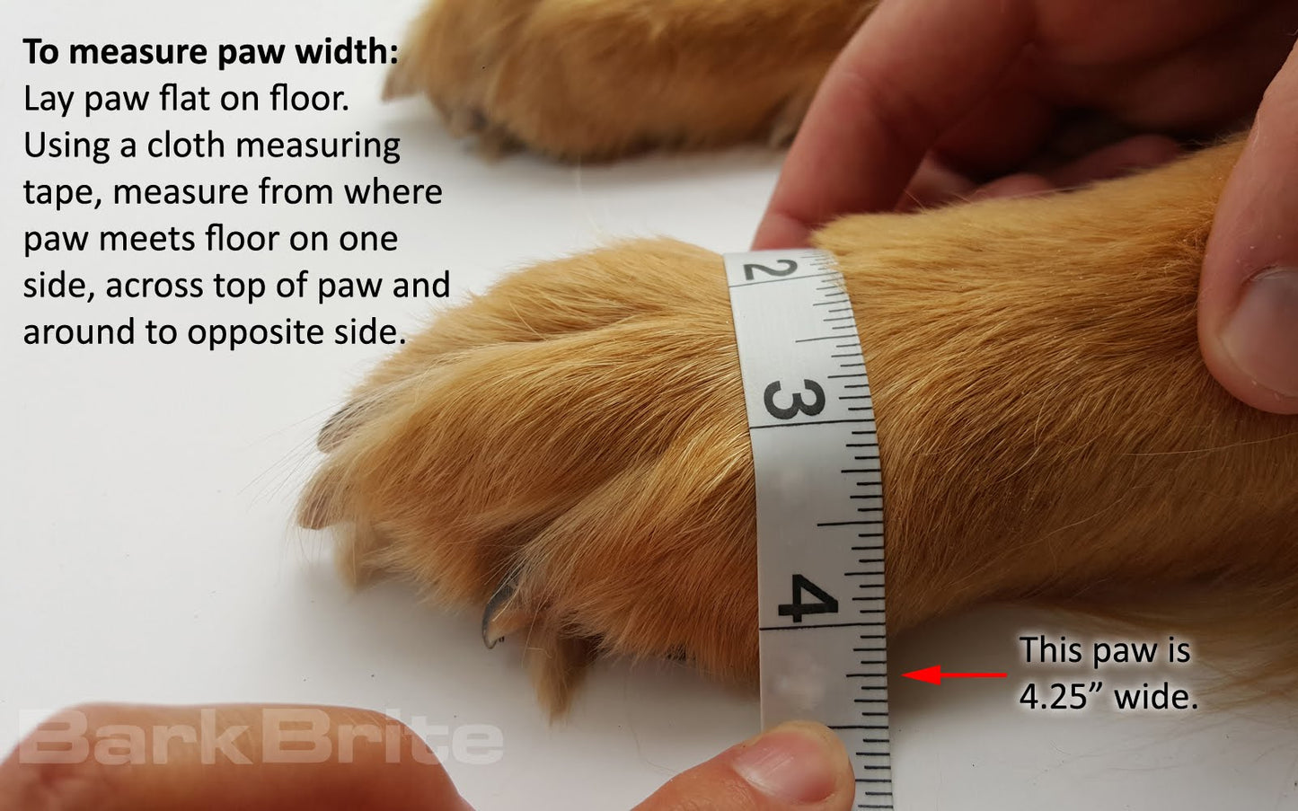 paw measurement