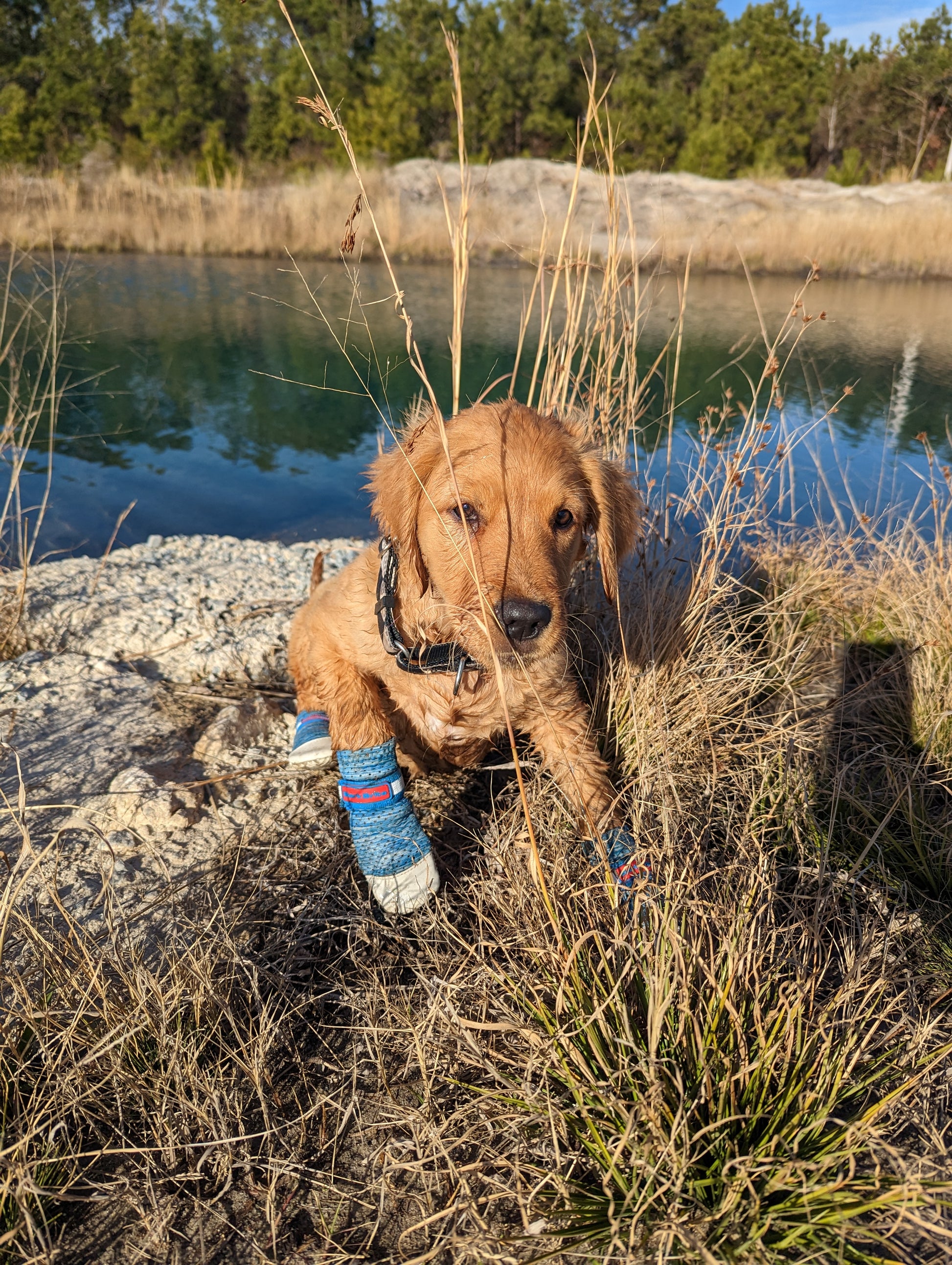 Bark Brite lightweight dog booties on sandy shore