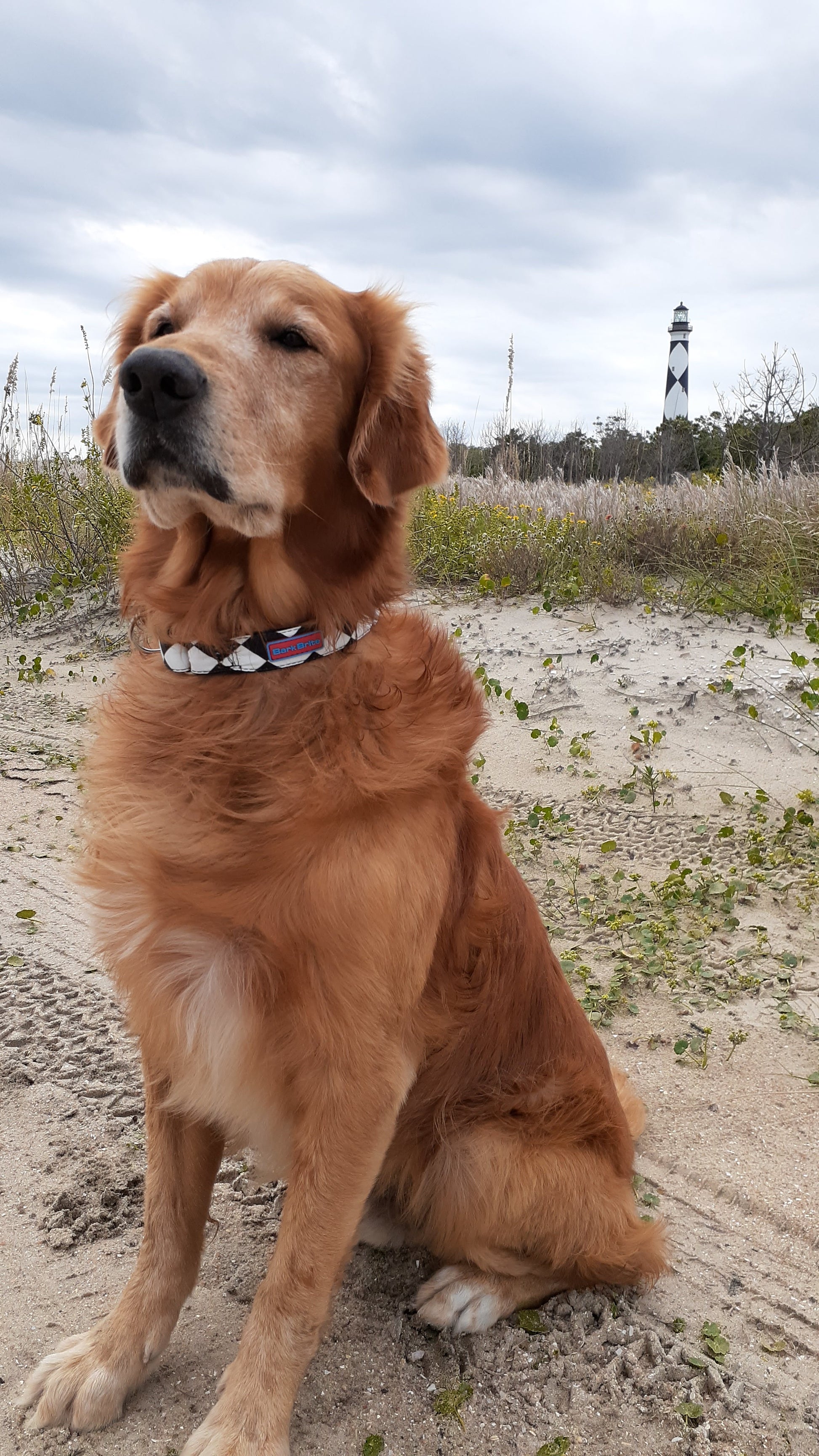 Dog wearing Bark Brite Cape Lookout Martingale Collar outdoors