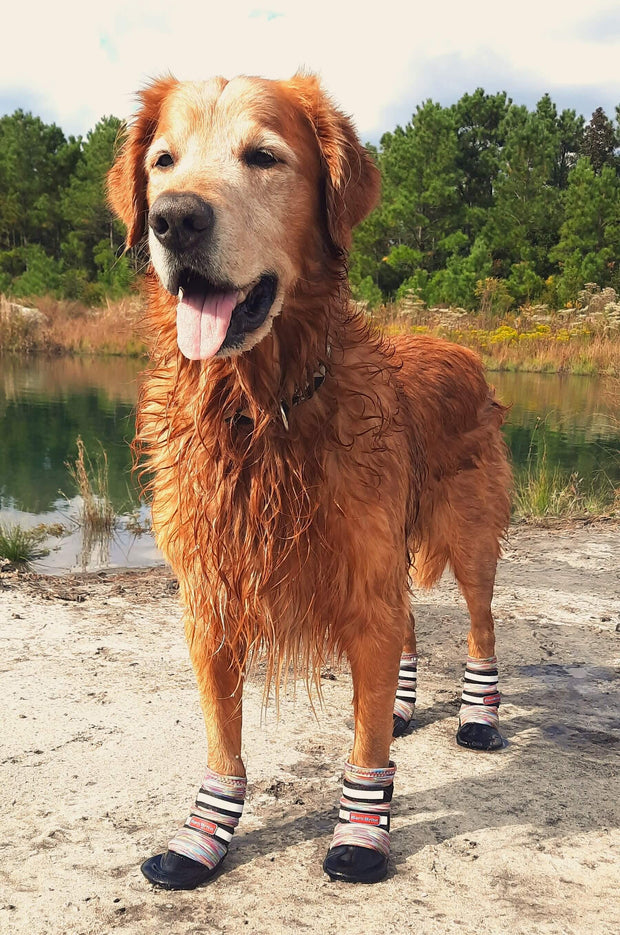 Dog in Bark Brite all-season booties on outdoor path