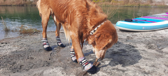 Dog wearing Bark Brite boots on wooden deck