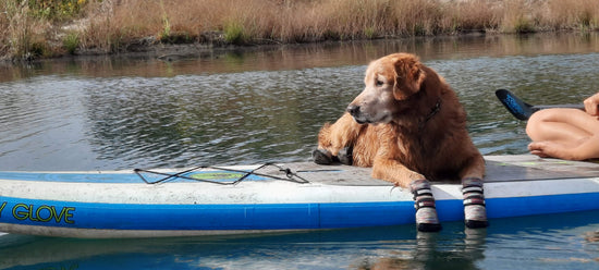 Dog wearing Bark Brite boots on wooden deck