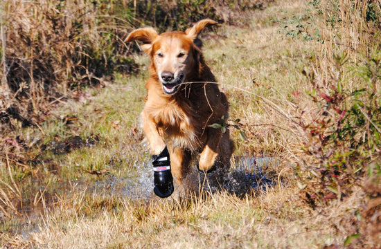 Dog walking on rocky terrain in Bark Brite neoprene boots
