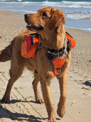 Dog wearing Bark Brite neoprene booties on outdoor walk