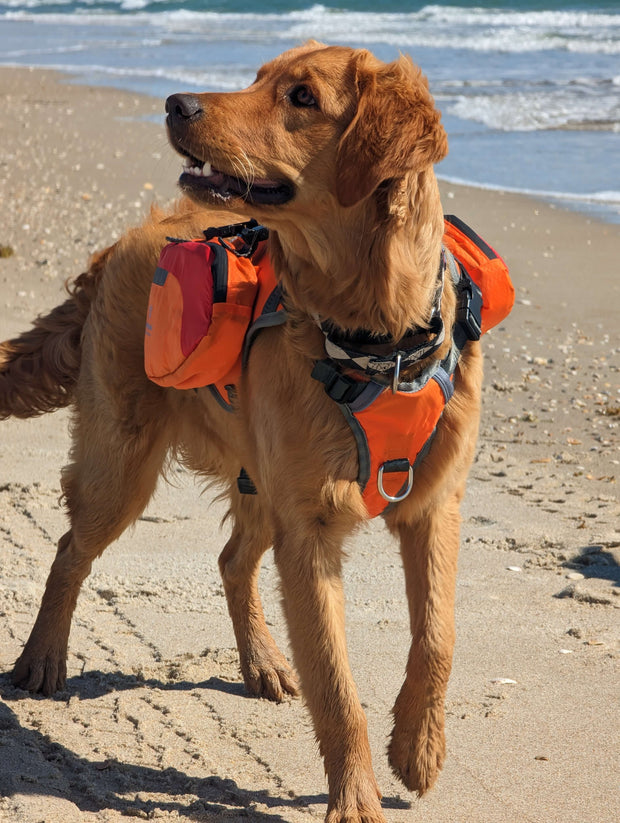 Dog wearing Bark Brite neoprene booties on outdoor walk