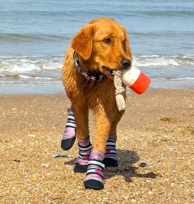 Dog wearing Bark Brite all-season booties walking on rough outdoor ground