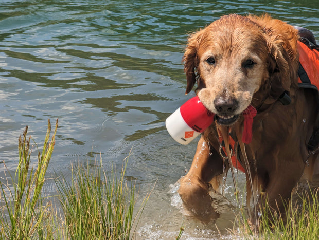Dog retrieving The Chewy Buoy water toy from lake