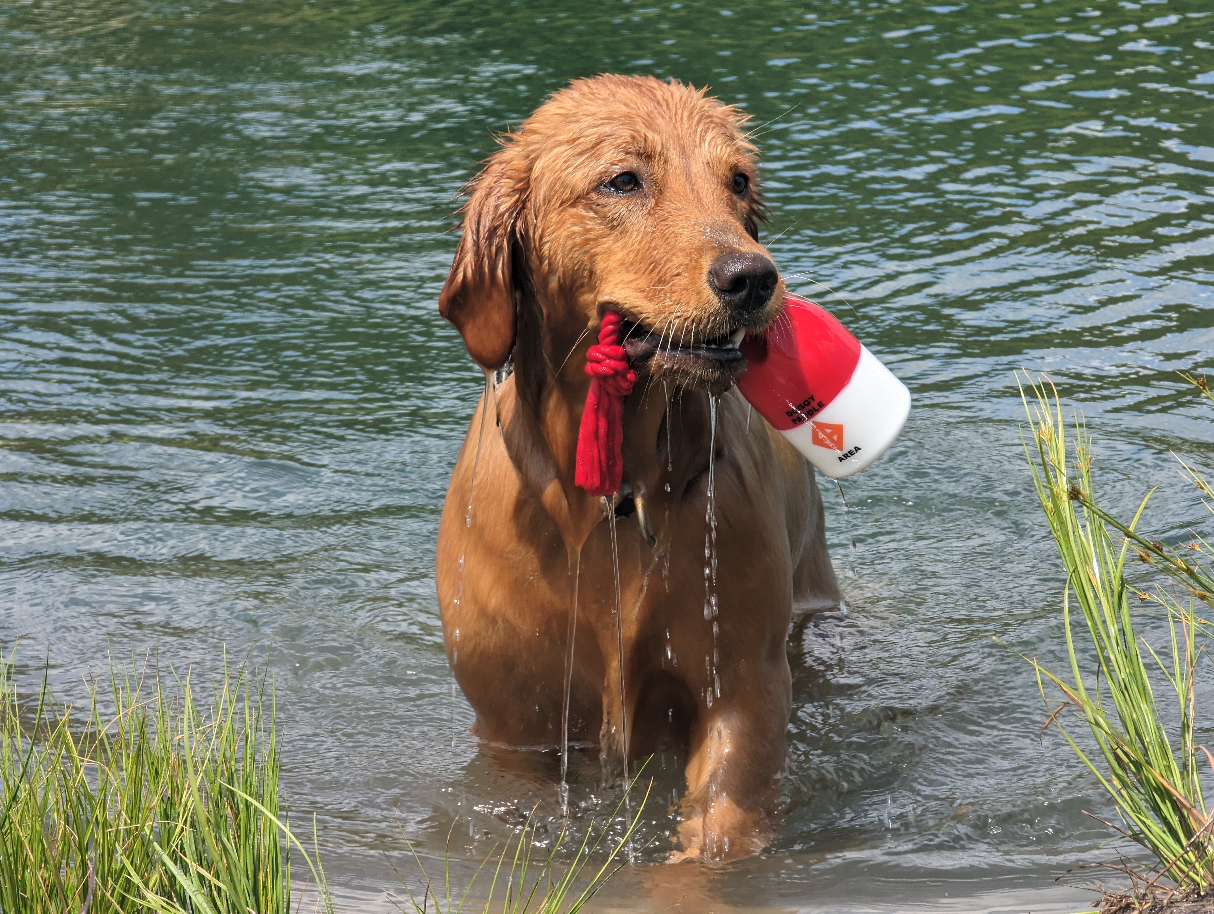 The Chewy Buoy Water Dog Toy Bark Brite