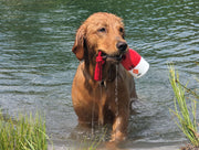 Dog chewing The Chewy Buoy durable water toy