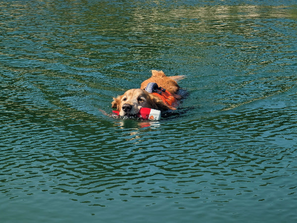 Close-up of The Chewy Buoy water fetch toy on grass