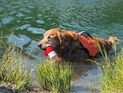 Dog retrieving The Chewy Buoy water toy from lake