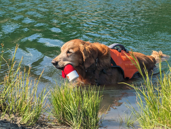Dog retrieving The Chewy Buoy water toy from lake