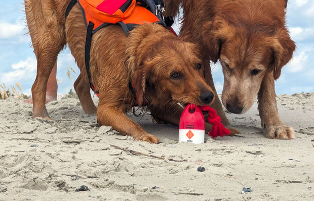 Dog wearing Bark Brite neoprene booties outdoors on beach