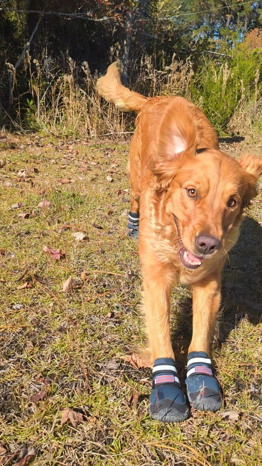 Bark Brite NEW All Terrain All Weather Neoprene Dog Shoe