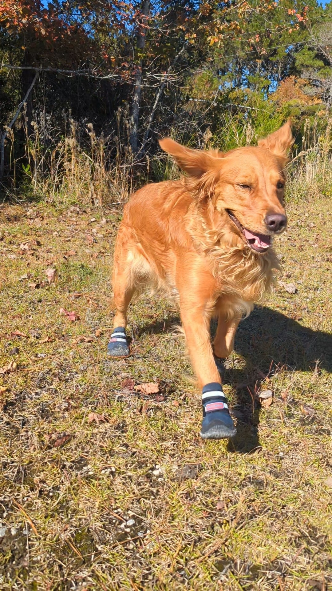 Bark Brite NEW All Terrain All Weather Neoprene Dog Shoe