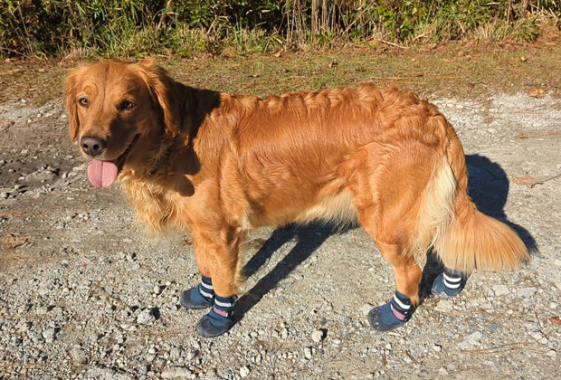 Bark Brite NEW All Terrain All Weather Neoprene Dog Shoe