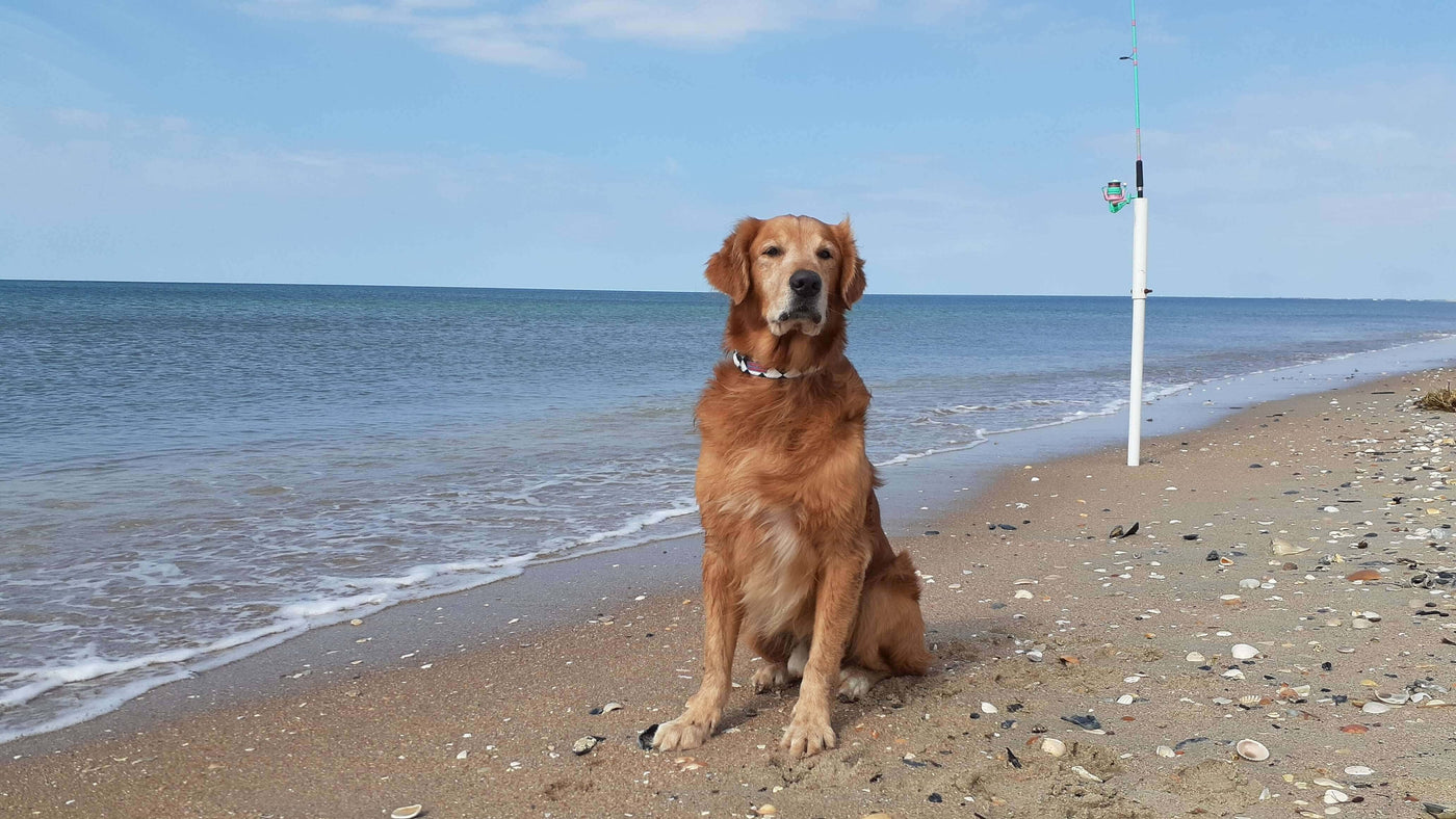 Dog wearing Bark Brite All-Season Neoprene Booties walking on the beach with ocean waves in the background