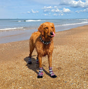 Golden retriever wearing Bark Brite all-season booties walking on sandy beach