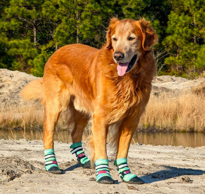 Dog with Bark Brite booties walking along sandy beach, small waves and footprints visible
