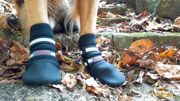 Close-up of Bark Brite neoprene dog booties on paws