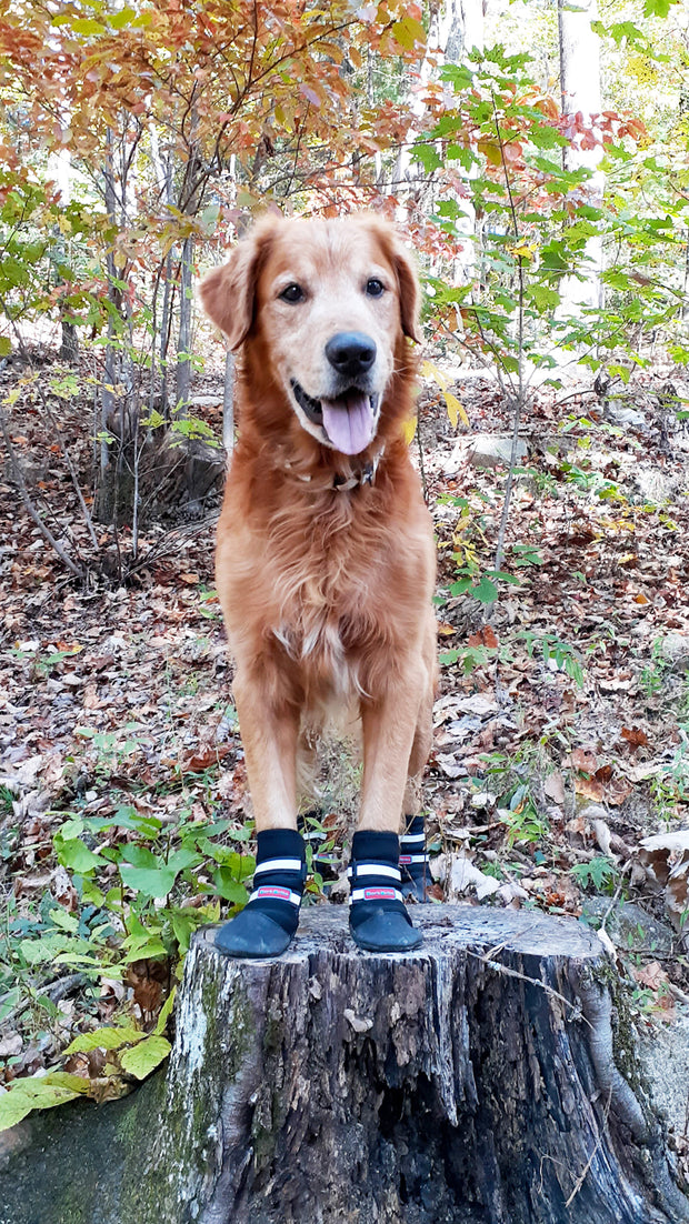 Dog wearing Bark Brite all-season booties on grass