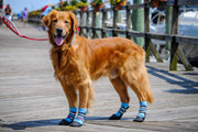 Dog wearing Bark Brite lightweight neoprene boots on trail