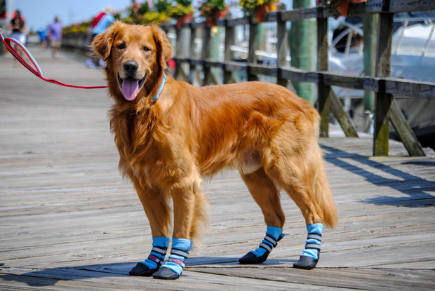 Dog wearing Bark Brite lightweight neoprene boots on trail