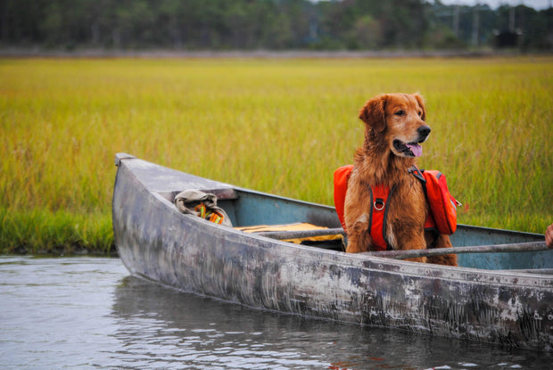 Dog on boat wearing Bark Brite backpack life jacket