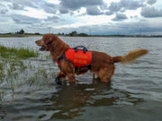 Dog swimming with Bark Brite backpack life jacket