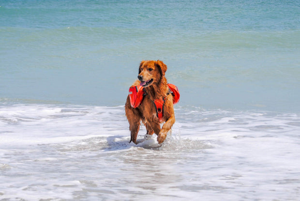 Bark Brite dog backpack life jacket for water and hiking