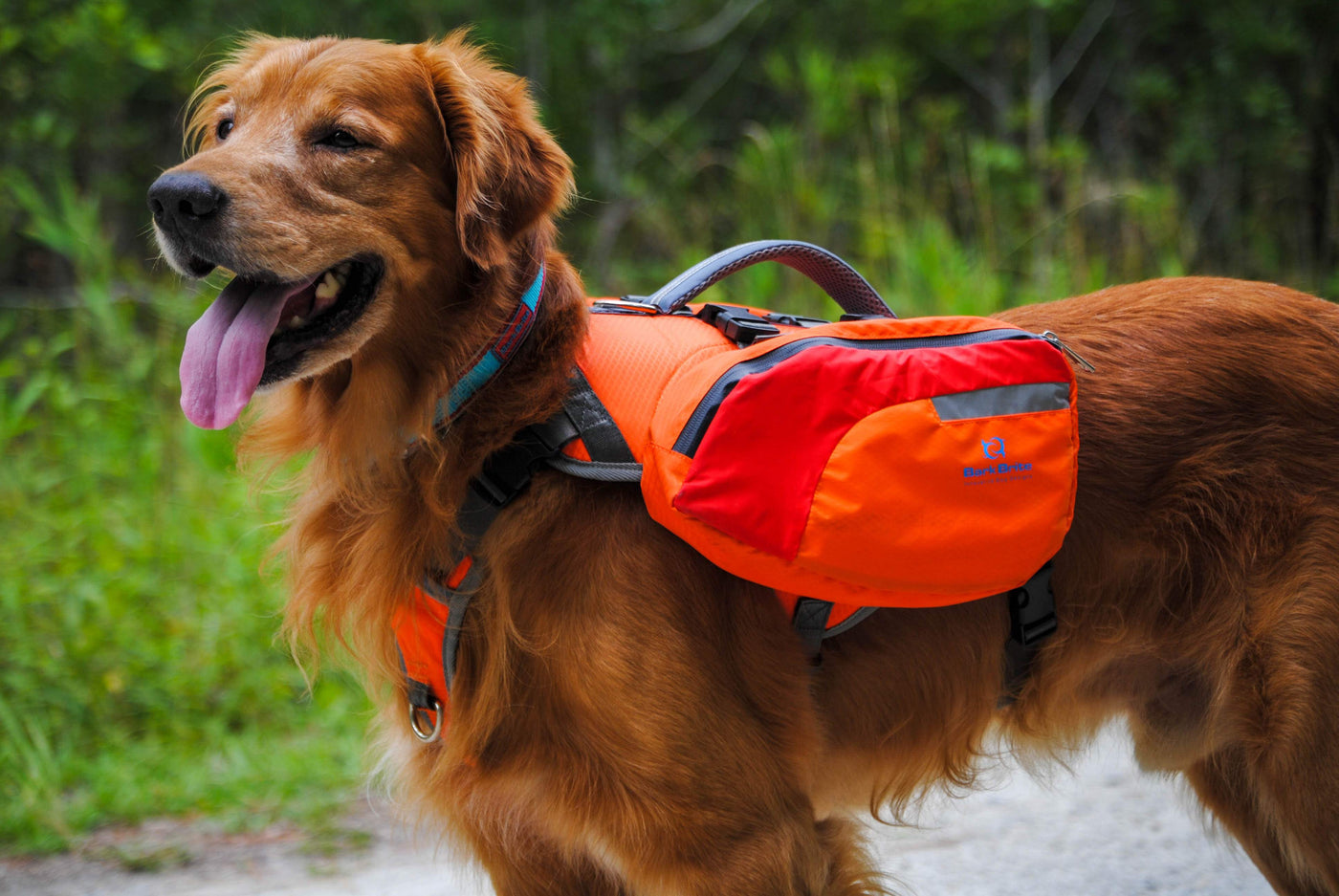 Dog wearing Bark Brite multi-purpose backpack life jacket