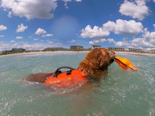 Dog wearing Bark Brite neoprene booties on beach
