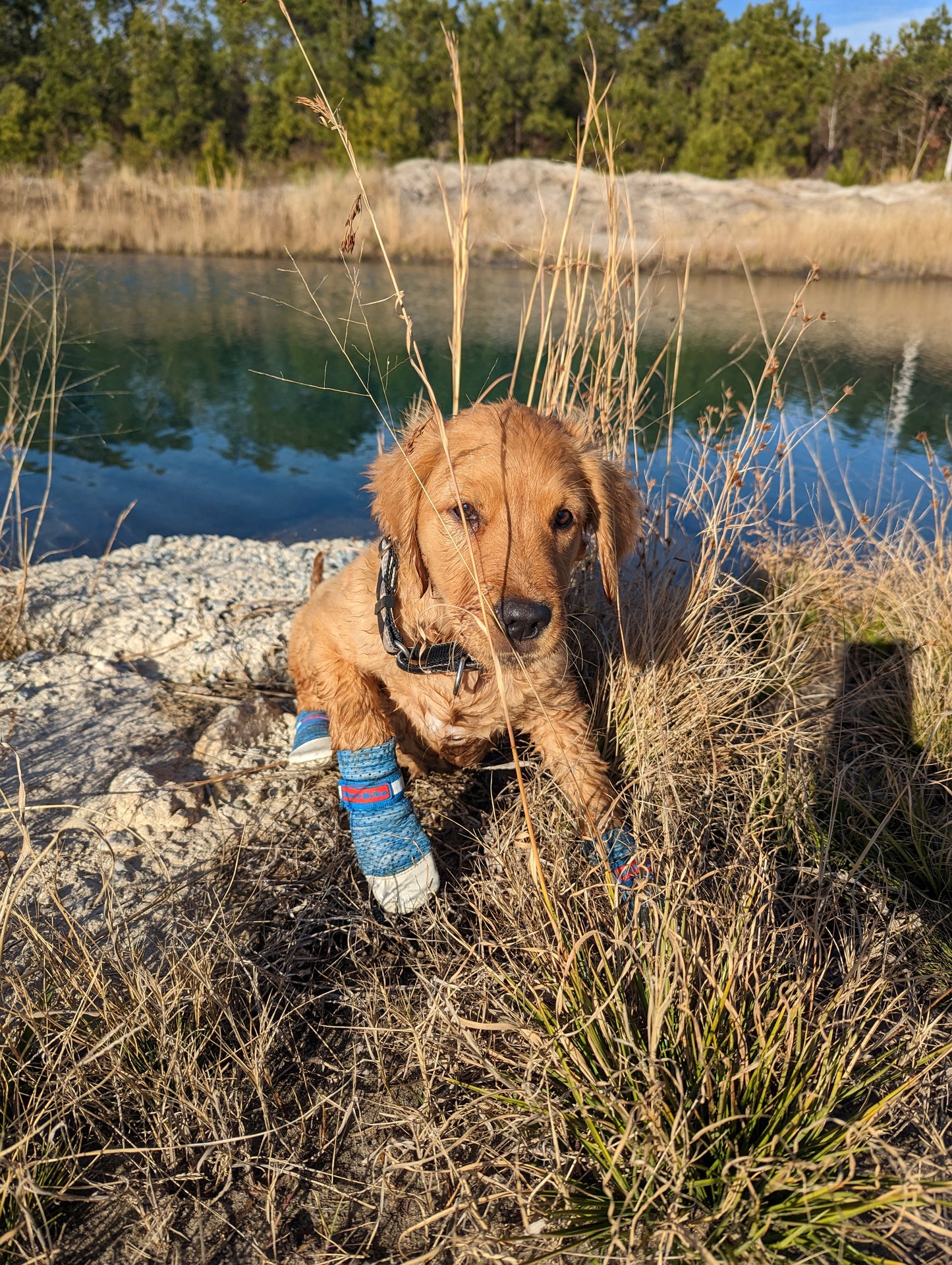 Bark Brite Lightweight Neoprene Dog Boat Booties