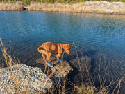 Waterproof Bark Brite neoprene dog booties for boat trips