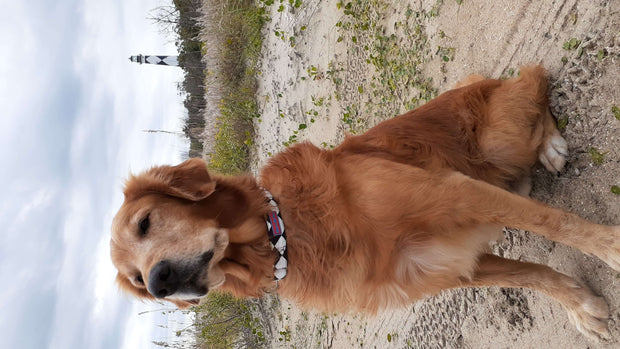 Dog wearing Bark Brite Cape Lookout Martingale Collar outdoors